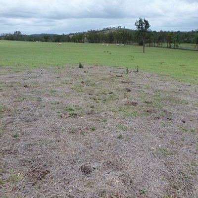 A paddock showing a large tract of pasture dieback.